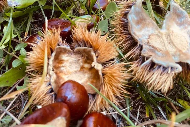 Raccolta-di-castagne-sul-Lago-di-Como