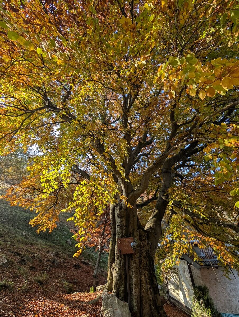 Albero dai colori autunnali
