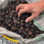 Mano appoggiata su una ciotola di caldarroste