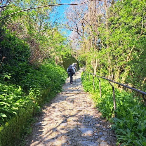 sentiero immerso nel verde